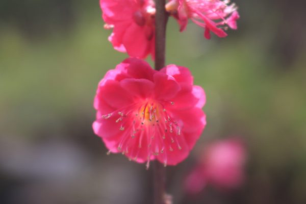 紅梅　梅の花