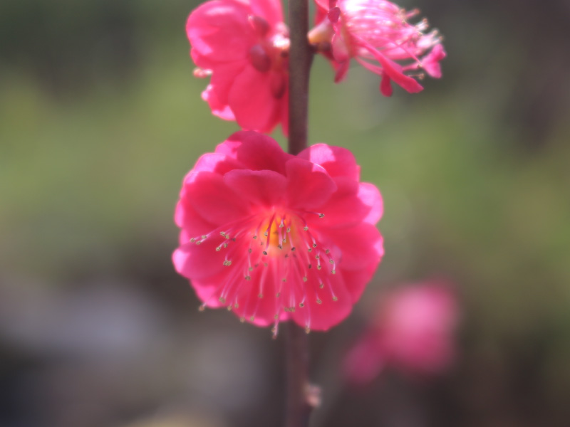 紅梅　梅の花