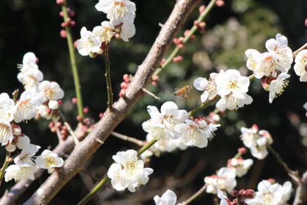 南高梅の花とミツバチ